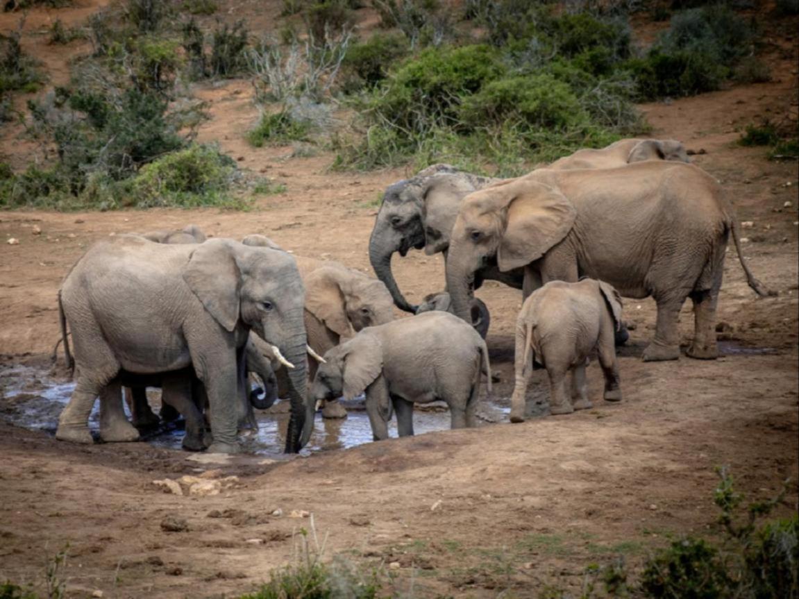 Longhill Reserve Addo Luaran gambar