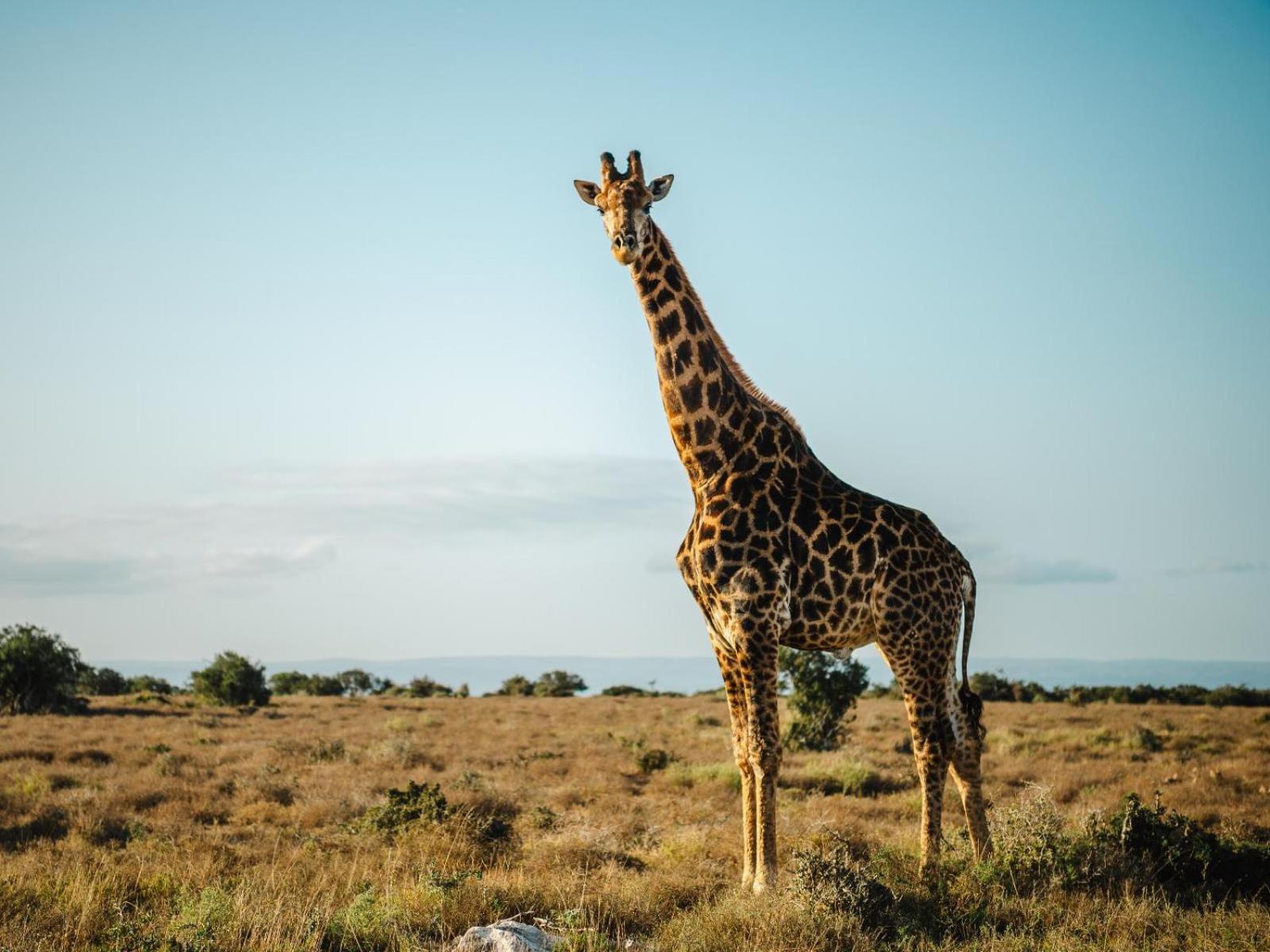 Longhill Reserve Addo Luaran gambar