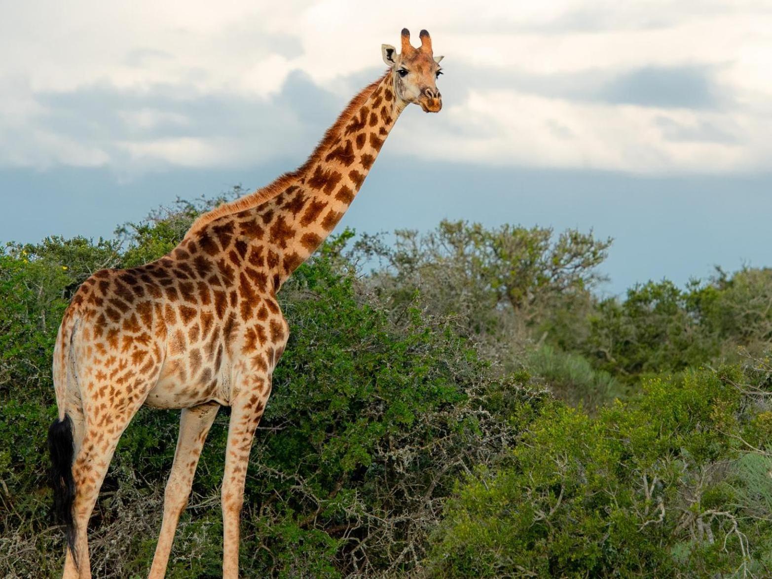 Longhill Reserve Addo Luaran gambar